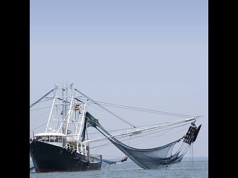 Fishbank Simulation Game Strategies Explanied