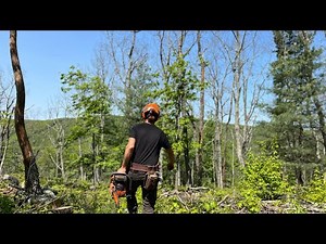 Gypsy Moths and Their Impact on PA Forests!