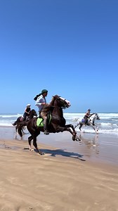 ONLY GOOD VIBES ✨ . . . . #horse #essaouira #fyp #morocco | Horse TikTok