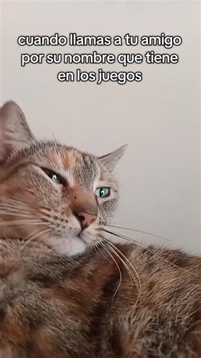 gringosha_de_mr.spidey on Instagram: "Es nickname es otro nivel 🗿🗣 #fyp #instagood #instagram #lol #cats"