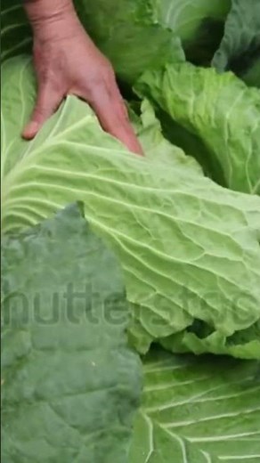 Harvesting Fresh Cabbage: A Simple Farm Routine#farming
