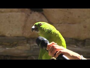 Parrot Sings Seven Songs at Disney World