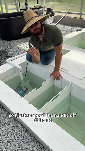 Sustainable Duckweed Farming Techniques for Aquariums
