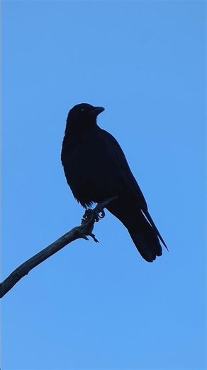 American Crow🐦‍⬛Sunset Silhouette #americancrow
