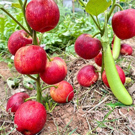 The greatest idea in breeding an eggplant with apple is to get the fruit together on the same tree | Tree Garden