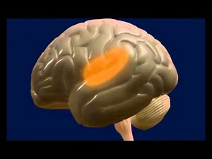 The happy brain: informative project of the University of Navarre