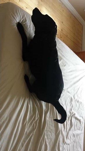 Dog pees on the bed