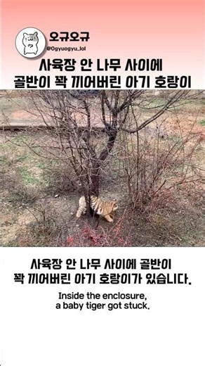 사육장 안 나뭇가지 사이에 골반이 꽉 끼어버린 아기 호랑이 #호랑이 #동물 #아기맹수