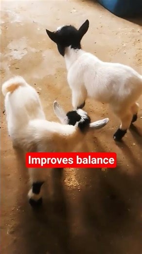 Jumping Is Exercise for Baby Goats 🐐💨• 🌾#GoatPlay #HealthyGoats #FarmEducation #RealFarming