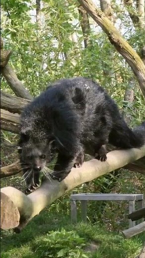 🌳 This animal lives almost exclusively in trees 😳