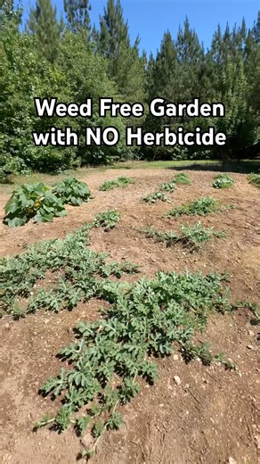 How we keep a weed free garden using no herbicide #gardening #garden #organic #diy #hobbyfarm #short