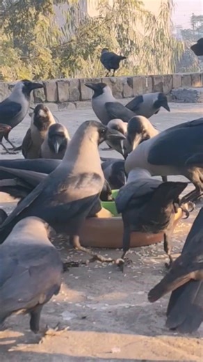 Crow Screaming As Huge Crowd Rushes | Rare Scene #shorts