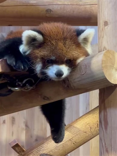 The Adorable Red Panda: Nature's Fluffy Delight