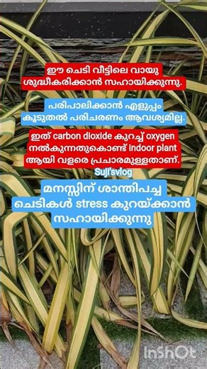 oxijen plant