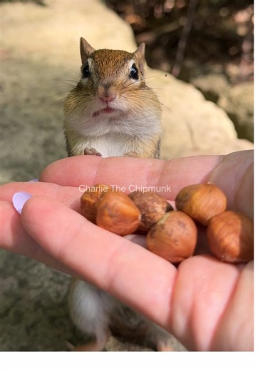The Nut Was Worth the Wait - Charlie the Chipmunk's Adventure