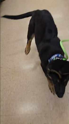 GSD puppy training at Petco.
