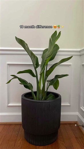 Gorgeous 10 Month Bird of Paradise Growth Guide