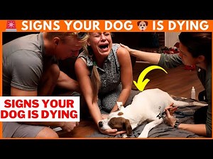 🚨 Signs Your Dog is Dying: Crucial Signals Every Dog Owner Must Know! 🐶 | Animal Vised