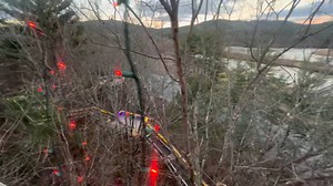 We had a great supervisor while setting up A Forest of Lights 🫡👀🦅 The lights are spectacular! There are plenty of tickets available on select dates - get yours today! vinsweb.org/event/a-forest-of-lights-2025-26/ | Vermont Institute of Natural Science (VINS)