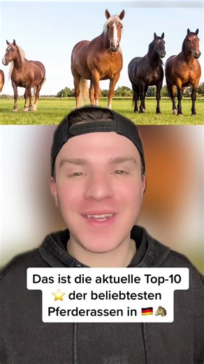 Top 10 der beliebtesten Pferderassen in Deutschland