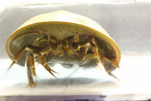 Nature’s Multi-Eyed Marvels: 16 Examples