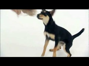 DOGS 101: Australian Kelpie