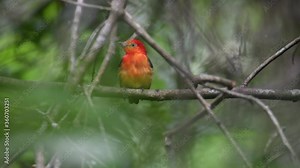 Orange Band-tailed Manakin in the jungle singing and showing its beautiful colors. 4K video of birds and wild nature