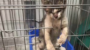 滂沱大雨一直下著 你淋著雨直繞著不知已離苦多久的貓媽媽身邊 一直喵喵叫⋯似乎在說著雨好大好冷，媽媽你快起來⋯ 剛斷奶的貓孩，不懂生死離別 看著狗爺爺抱起貓媽放進紙箱，也馬上跳了進去要保護貓媽⋯ 浪愛將你暫取名「小雨」 #小雨想要有個🏠 #浪愛有家 | 浪愛回家 Adopt Pets Don't Buy