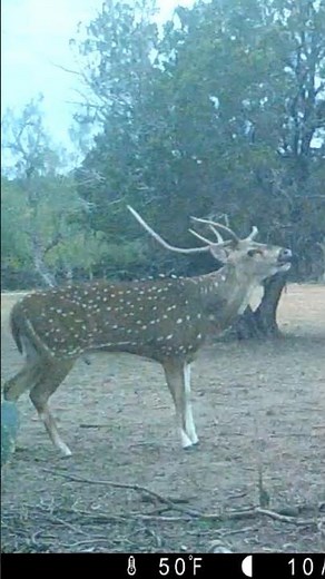 Axis buck Bellowing caught on one of our trail cams!! #axis #deer #buck