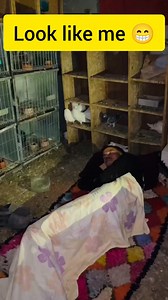 1.1M views · 15K reactions | Look like me  #reelsvideoシ #kalapatti #pigeon #viral #racingpigeons #duiven #highlightsシ | PK LOFT | Facebook