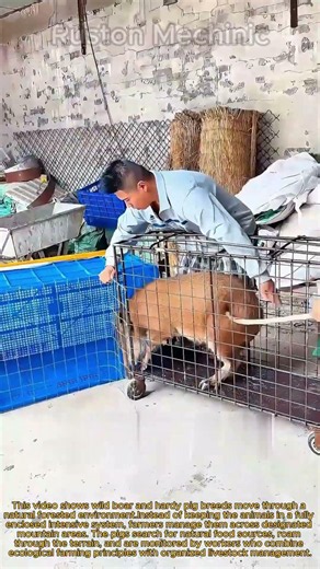 Inside a Chinese Wild Boar Farm: Ecological "Running Mountain" Pig Breeding