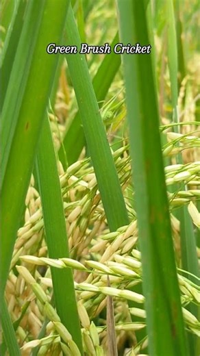 Young green brush cricket in rice field #brushcricket