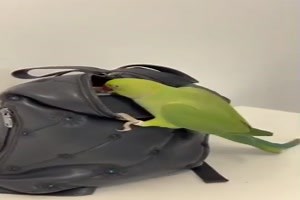 witziges Video 'Frecher Vogel' - tausende Videos auf FUNPOT