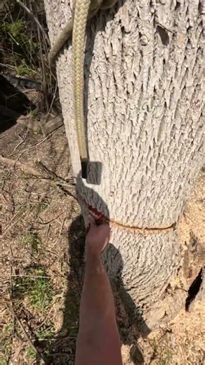 Cutting down a dangerous dead ash tree! #chainsawman #climbing #logging #tree #treeremoval #nature