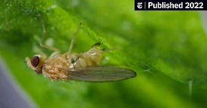 While Other Insects Played, This Species Evolved the Blade (Published 2022)