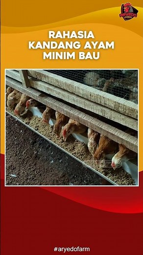 The Secret to a Chicken Coop with Minimal Odor