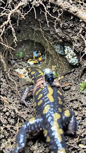 🦎 Tiny camera. Hidden world. A tiger salamander’s journey beneath the earth. 🌎