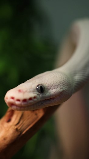 It's “spooky” fast facts time, a new series where we de-spookify some amazing animals! Let's learn about ball pythons together🐍Which "spooky" animal do you want to learn about next? | Petco