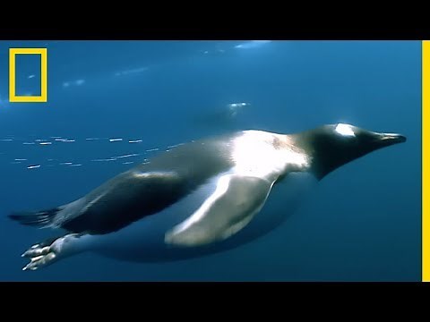 Gentoo penguins, true rockets of the sea