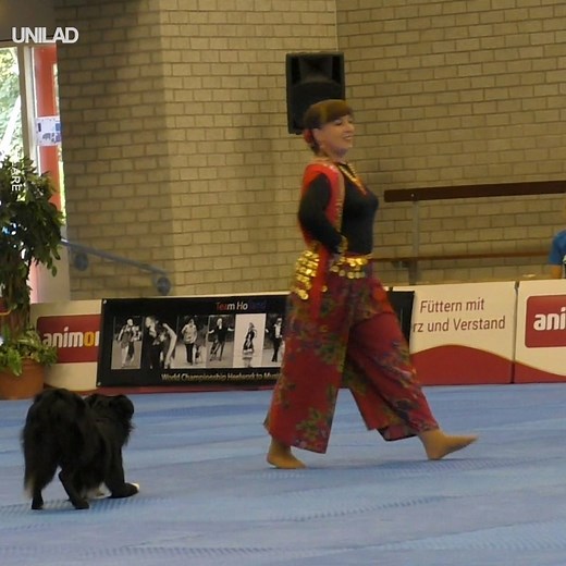 2.7M views · 24K reactions | This border collie absolutely nailed the Dog Dance World Championships  | UNILAD | Facebook