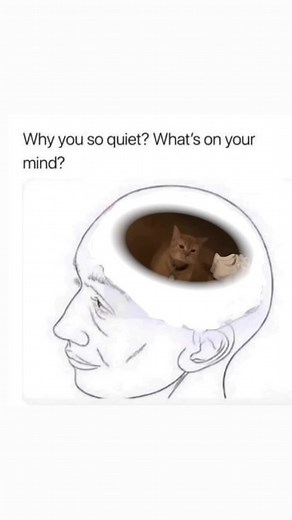 I Go Meow Song by The Kiffness | Cat Meow TikTok Trending Video