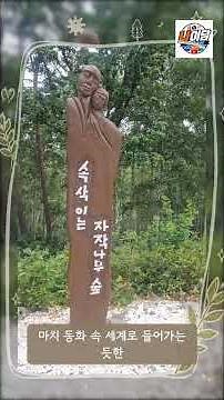 강원도 인제 속삭이는 자작나무 숲에서 70만 자작나무와 힐링하기 2탄 #여름기록 #자작나무숲 #여름휴가 #자작나무