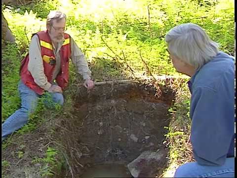 Soil Formation Processes in Podzols at the Lunate Creek Research Area