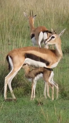 Baby drink milk looks so hungry #baby #deer #nutural #wildlife | Animals voice