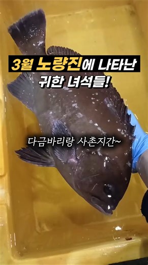Three precious guys appear at the Noryangjin Fish Market auction house.