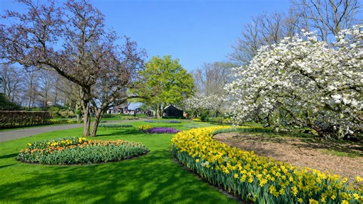 Keukenhof Holland stunning spring flower gardens (4K)