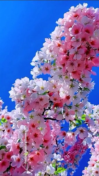 Relaxing Nature Video in 4K UHD”“Romantic Flowers Garden 🌷