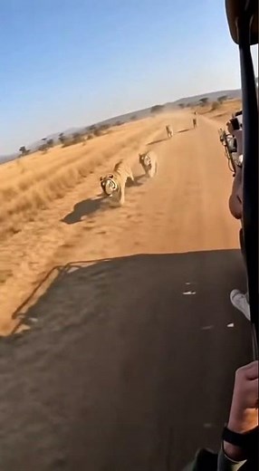 Intense Tiger Chase: Safari Jeep Pursued by Tigers in the Wild! 🐅🚙