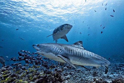 The Best Locations To Dive With Sharks By Species