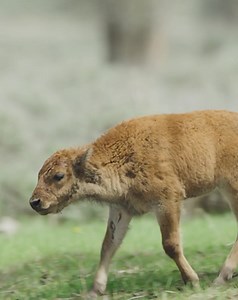 Nicknamed “red dog” a bison calf is often born red or orange in color. After a few months, their hair starts to change to dark brown and their characteristic shoulder hump and horns begin to grow. | Jackson Hole Mountain Resort